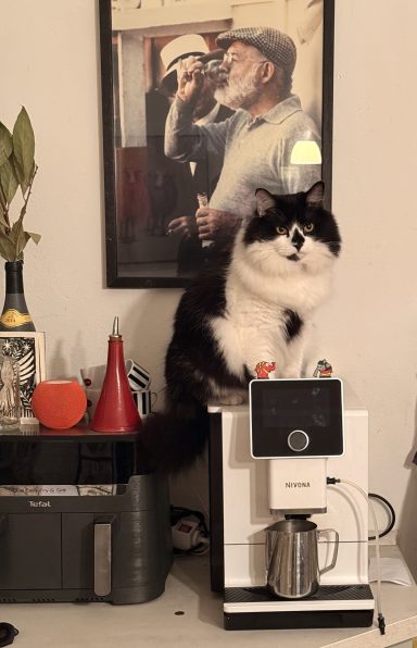 Katze auf Kaffeemaschine